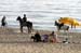 horses