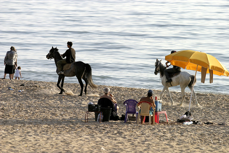 horses